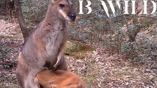 Australian Wildlife  Kangaroo Wallaby Wallaroo Lyrebird Dingo Wombat Quoll  Australia [upl. by Niawtna]