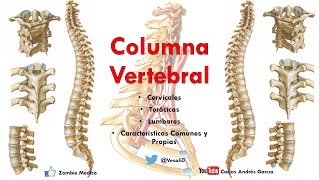 Anatomía  Columan Vertebral Caracteríticas Comunes y Propias de las vértebras [upl. by Johannes]