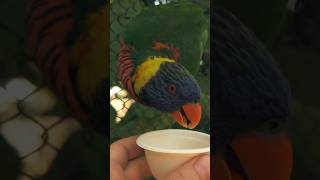 Feeding a Cute 🦜 LORIKEET [upl. by Vladimir]