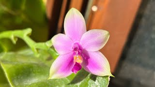 PHALAENOPSIS VIOLACEA [upl. by Olenka]