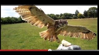 Long Eared Owl in Flight [upl. by Hagile331]