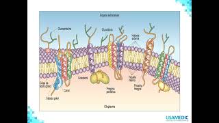 Célula  Tejido óseo  Histologia 1  USAMEDIC [upl. by Nilram]