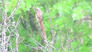 Speckled Mousebird [upl. by Barta982]