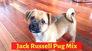 Interesting Facts about the Jack Russell Pug Mix Jug Should you get one for you [upl. by Aryan]