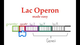 Lac Operon 55 [upl. by Ellened]