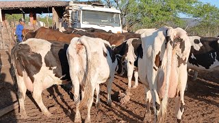 CURRAL DE VACARIA CON 40 VACAS A VENDA 87981470453 DE ADRIANO GAGO ITAIBA PE 02112024 [upl. by Arehc]