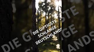 DIE GIFTIGSTE SCHLANGE DEUTSCHLANDS [upl. by Keyek]