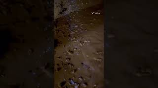 Sea of Stars Jellyfish Glowing PlanktonPlanktons on beach Maldives at night shorts youtubeshorts [upl. by Tremayne]