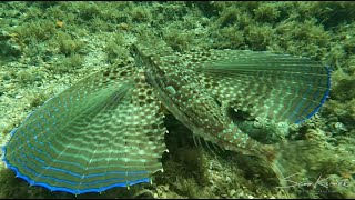 Fantastically Finicky Flying Gurnard [upl. by Kellyann590]