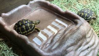 Watch as a threeyearold Tuscan western Hermanns tortoise explores his new enclosure [upl. by Yojal505]