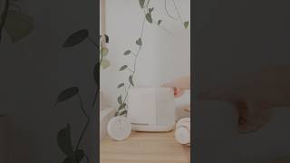 Canopy Bedside Humidifier 20  canopyhumidifier homeoffice humidifier [upl. by Eiknarf]