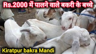 Bakra Mandi ho gayi sasti  Kiratpur ka itwar bazar  Kiratpur ki peth sojat bakre Sirohi Ajmeri [upl. by Hsilgne]