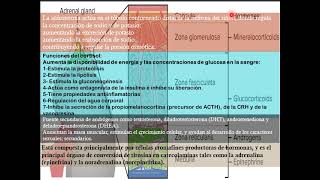 FISIOPATOLOGIA DE LOS SINDROMES SUPRARRENALES 1 [upl. by Gibbons421]