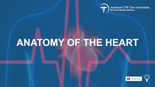 ACLS Heart Anatomy by American CPR Care Association [upl. by Cardinal752]