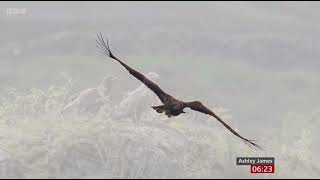 Whitetailed eagles spend a year caring for injured chick Isle of Mull  BBC Breakfast News 040724 [upl. by Enelyam]