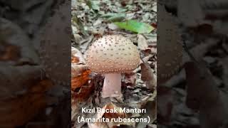 Kızıl Bacak Mantarı Amanita rubescens [upl. by Aelanej]