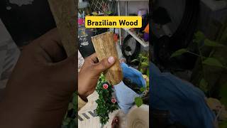 Brazilian Wood Plant👍Brazilian Wood For Sell👌Implant Nursery Visit👌shorts youtubeshorts nursery [upl. by Urania]