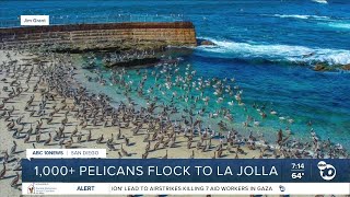 Parade of pelicans congregates at Childrens Pool in La Jolla [upl. by Bridwell949]