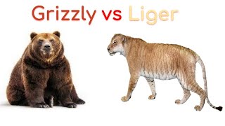 Grizzly Bear vs Liger 2019 [upl. by Nirahs]