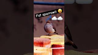 Amazing Bird shorts shortvideo youtubeshorts photography shortsvideo viral nature motivation [upl. by Notsecnirp177]