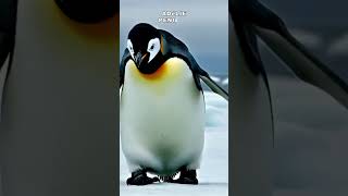 Adélie Penguin shorts trending animals wildlife [upl. by Bren960]