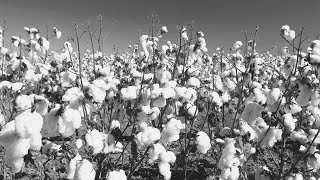 The History of Cotton  Georgia Cotton [upl. by Tammi]