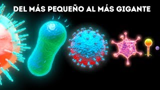 Microbios del más pequeño al más grande [upl. by Lemcke]