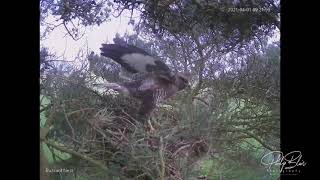 Buzzard Nest Camera 2nd April 2021 [upl. by Efren]