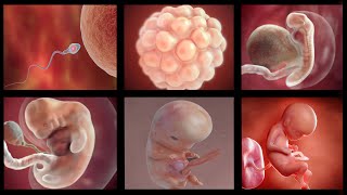 Human embryonic development  3D Animation [upl. by Ratna]