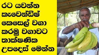 Cavendish Banana Cultivation in Sri Lanka Technical Guide [upl. by Marena746]