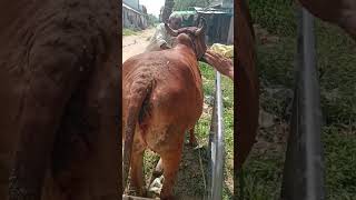 Treatment of Anoestrus Cow  cow shorts animals [upl. by Letnuahc325]