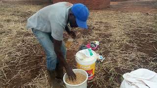 SOYA BEANS PRODUCTION How to increase plant population How to mix inoculant with seedHow to plant [upl. by Unhsiv]