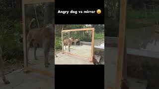 Angry dog vs mirror reactionytshorts animals dog [upl. by Sylado]