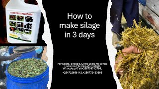 How to make silage ready in 3days with MolaPlusLivestockMicrobes​shambasolutions ​⁠256758712786 [upl. by Marteena317]