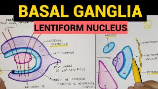 Basal Ganglia  2  Lentiform Nucleus [upl. by Royo230]