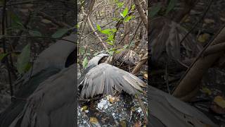 Black crowned night heron [upl. by Turnheim]