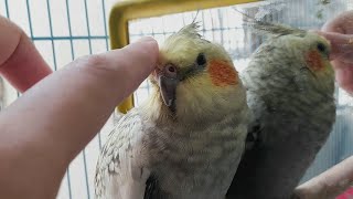 Cockatiel gets scritches for the first time [upl. by Massingill]