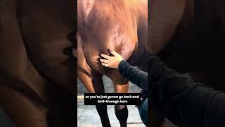 How to massage your horse  deep pectoral muscles equinemassage equinehealth horseriding [upl. by Fang447]