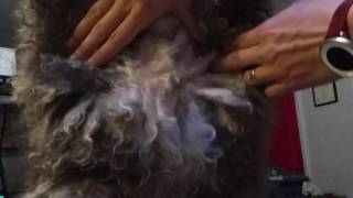 Cording A Spanish Water Dog 5 Early Cord Splitting [upl. by Notterb686]