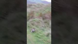 Bedlington Whippets working the rabbits Freyas first run Go on girl [upl. by Awjan672]