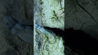 Octopus escape octopus escape bahamas fishing underwateradventure spinylobster diverlife [upl. by Drhacir]