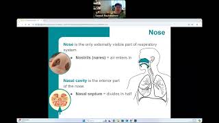 CG  BIO160  Respiratory System AnatomyStructures [upl. by Ymeon]