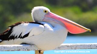 Pelican Yawning  Noosaville Queensland [upl. by Gillett]