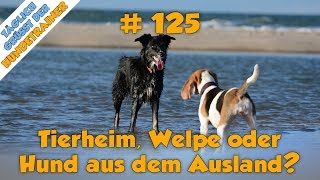 TGH 125 Neuer Hund Welpe Hund aus dem Tierheim oder Auslandstierschutz [upl. by Der]