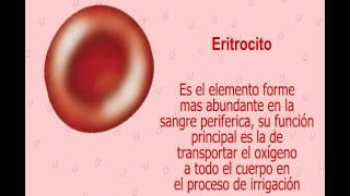 Eritropoyesis 531 [upl. by Lahcsap75]