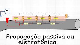 Biofisica de Membranas  Aula 44  Propagação do Potencial de ação  Parte 1 [upl. by Sisto]