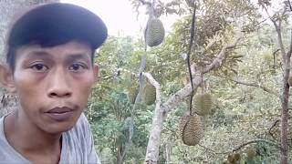 Cara mengikat durian yang sulit dijangkau tangan [upl. by Jamnis]