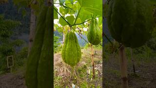 Chayote Plants Thriving in Kidapawan Philippines 🌱 A Closer Look tropicalfruit nature travel [upl. by Anyar]