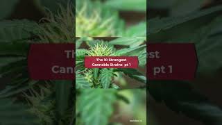 The 10 Strongest Cannabis Strains🤯Shorts [upl. by Eikcid140]