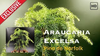 Bonsai Araucaria Excelsa [upl. by Doble]